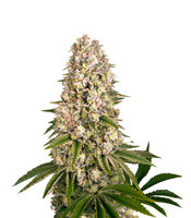 Tropicanna Banana fem (Barney's Farm)