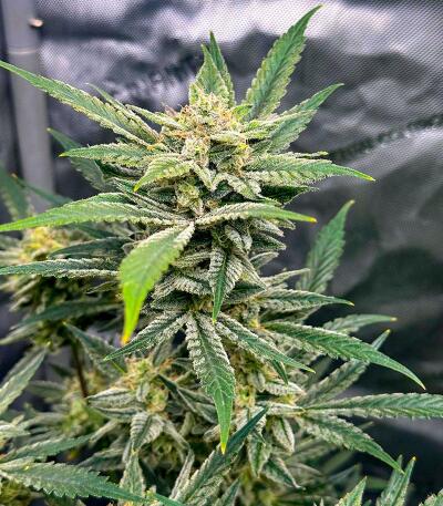 Сорт Voilà AUTO Rbx5 fem (Ethos Genetics)