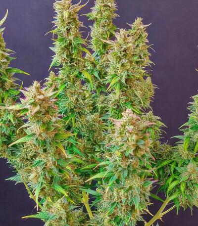Сорт Baby Runtz Autoflower fem (Easy Grow Seeds)