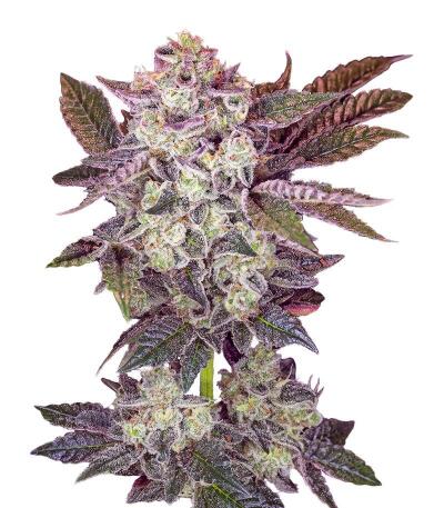 Сорт Mystical Autoflower fem (Easy Grow Seeds)