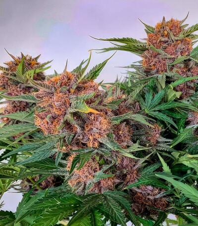 Сорт Cherry Cola Auto RF3 fem (FastBuds)