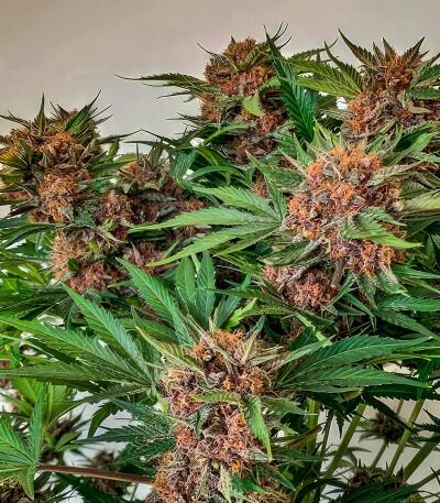 Сорт Cherry Cola Auto RF3 fem (FastBuds)