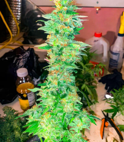 Сорт Trainwreck Fast Version fem (Seedkeepers)