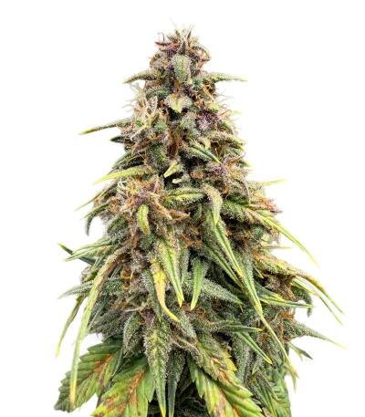 Сорт Banana Purple Punch Auto RF3 fem (FastBuds)