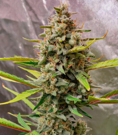 Сорт Strawberry Gorilla Auto RF3 fem (FastBuds)