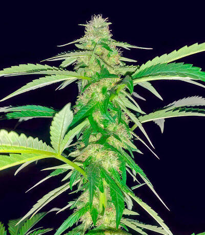 Сорт Thin Mint x Sour Pinot Auto