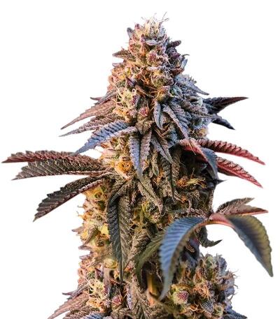 Сорт Lemon Cherry Runtz fem (FastBuds)