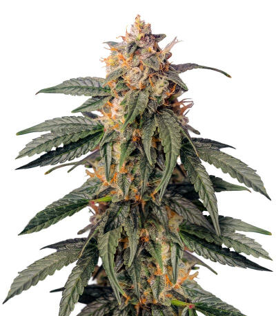 Семена сорта Ghost Chem OG Autoflower fem (Seedkeepers)