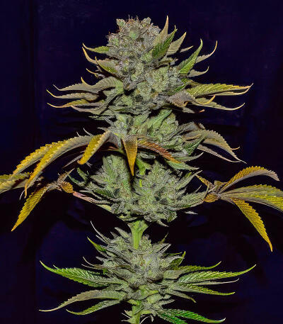 Сорт Jack Herer fem (Seedkeepers)