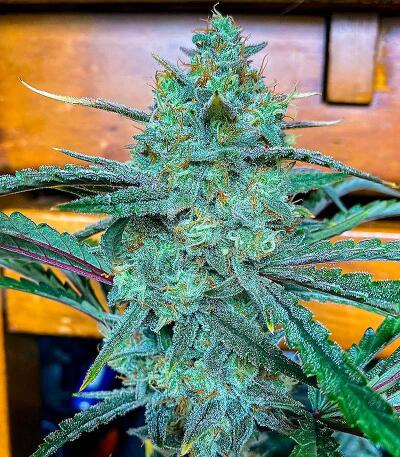 Сорт Peach Crescendo Auto RF3 fem (Ethos Genetics)