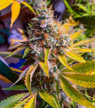 Сорт The White Fire OG fem (Seedkeepers)