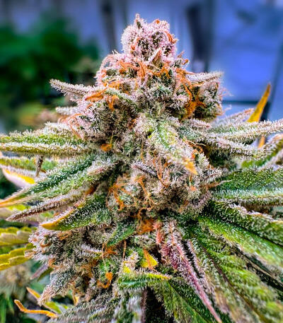 Сорт Cherry Cola Auto RF3 fem (FastBuds)