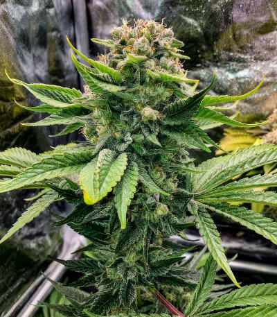 Сорт Jack Herer fem (Seedkeepers)