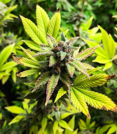 Сорт Watermelon Zkittlez Fast Version fem (Easy Grow Seeds)