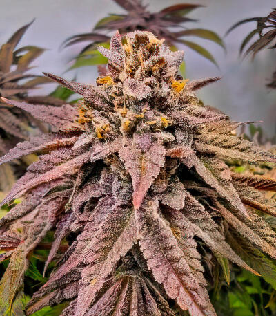 Сорт Lemon Cherry Runtz fem (FastBuds)