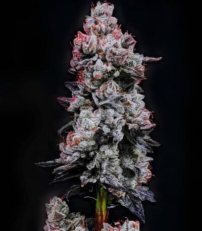 Сорт LEMON CHERRY GELATO AUTO R3 fem (Ethos Genetics)