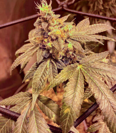 Семена сорта RudeBoi OG F1 fem (Seedkeepers)