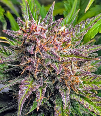 Семена сорта Purple Punch F1 fem (Seedkeepers)