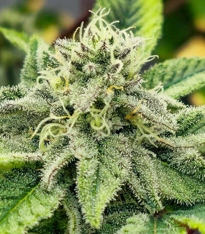 Сорт Sticky Sherbert GG fem (Seedkeepers)