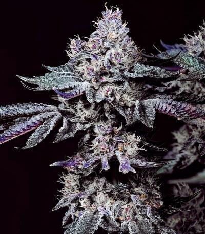 Сорт Nuggz R1 fem (Ethos Genetics)