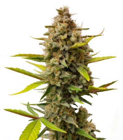Сорт Strawberry Gorilla Auto RF3 fem (FastBuds)