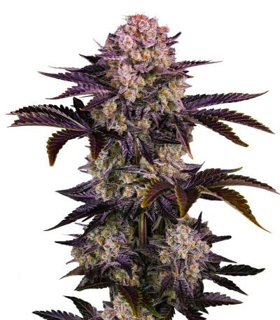 Сорт Frostbanger Auto F4 fem (FastBuds)