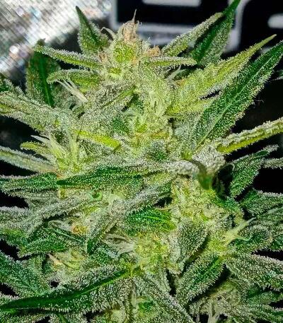 Сорт Strawberry Gorilla Auto RF3 fem (FastBuds)