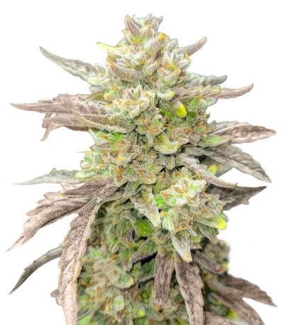 Сорт Guava Auto RF3 fem (FastBuds)