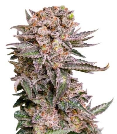 Сорт Papaya Frosting fem