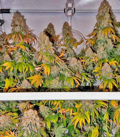 Сорт The White Fire OG fem (Seedkeepers)