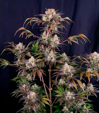 Сорт Frostbanger Auto F4 fem (FastBuds)
