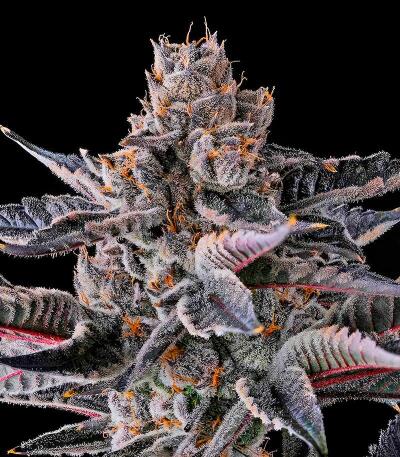 Сорт New Money fem (Compound Genetics)