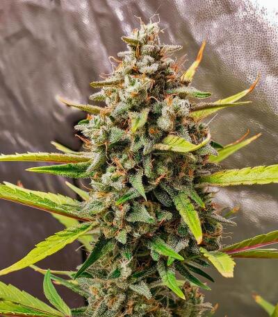 Сорт Strawberry Gorilla Auto RF3 fem (FastBuds)