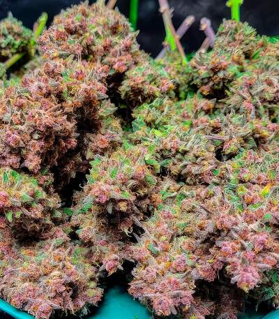 Сорт Guava Auto RF3 fem (FastBuds)