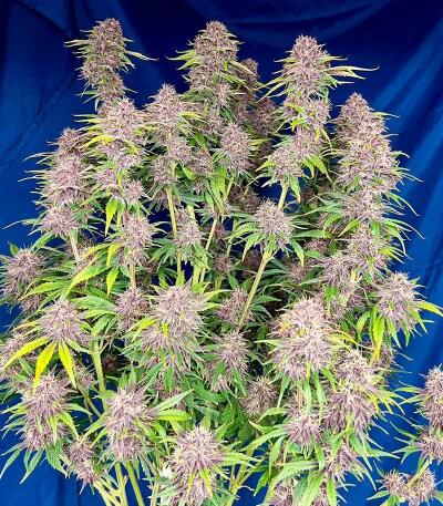 Сорт Banana Purple Punch Auto RF3 fem (FastBuds)