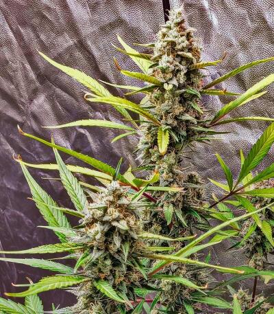 Сорт Strawberry Gorilla Auto RF3 fem (FastBuds)