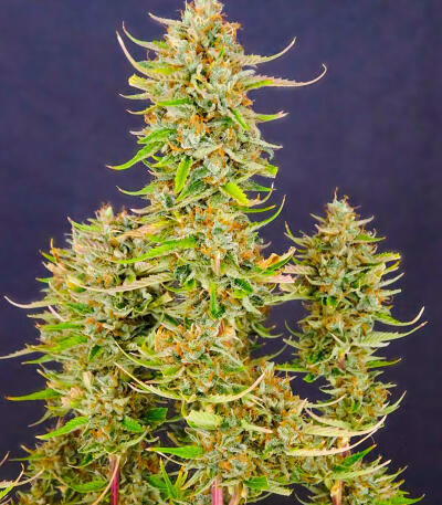 Сорт Keep Frosted Guava Autoflower fem (Seedkeepers)