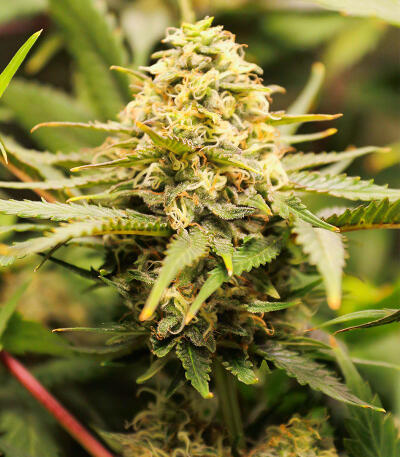 Сорт Gummy Skunk Fast Version fem (Easy Grow Seeds)