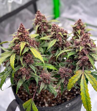 Сорт Banana Purple Punch Auto RF3 fem (FastBuds)