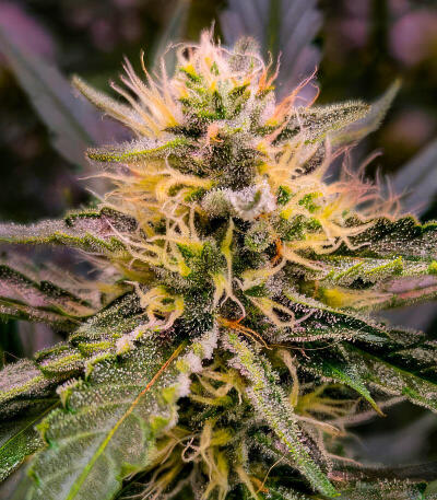 Сорт Guava Auto RF3 fem (FastBuds)