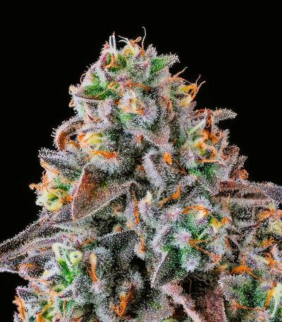 Сорт Fruit Riot fem (Compound Genetics)