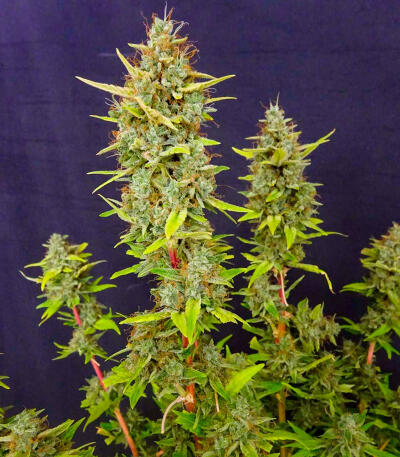 Сорт Keep Frosted Guava Autoflower fem (Seedkeepers)