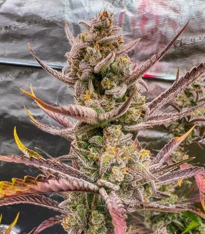 Сорт Strawberry Gorilla Auto RF3 fem (FastBuds)