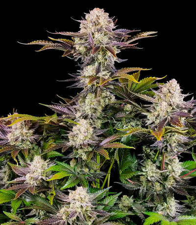 Сорт Frostbanger Auto F4 fem (FastBuds)