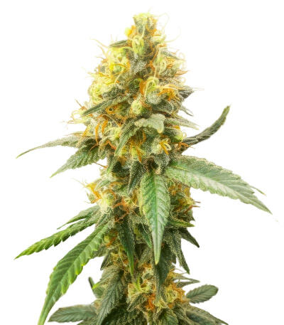 Сорт Jack Herer fem (Seedkeepers)