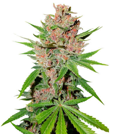 Сорт Passion Fruit fem