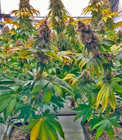 Сорт The White Fire OG fem (Seedkeepers)