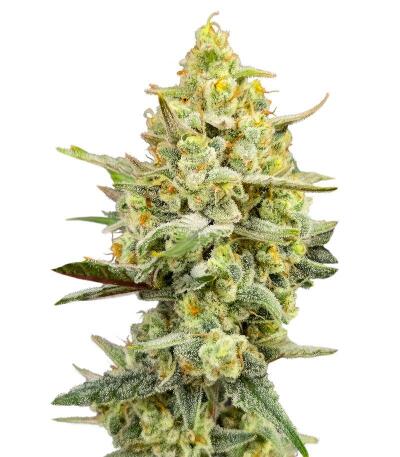 Сорт Cherry Cola Auto RF3 fem (FastBuds)