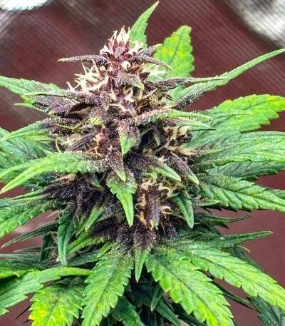 Сорт Banana Purple Punch Auto RF3 fem (FastBuds)