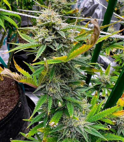 Сорт Ghost Train Haze fem (Seedkeepers)